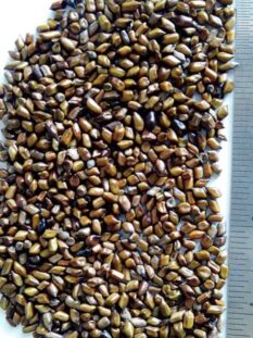 dried-cassia-tora-seeds-1701671720-7193372 dried-cassia-tora-seeds-1701671720-7193372